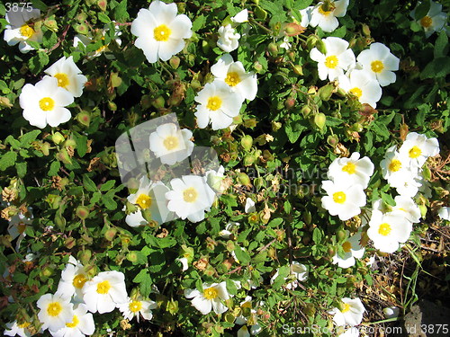 Image of Flower plant