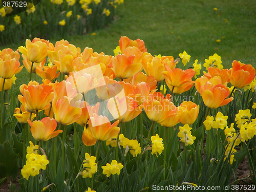 Image of Daffodils and tulips