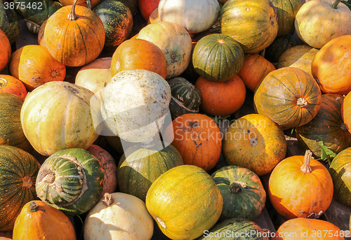 Image of lots of gourds