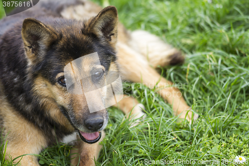 Image of Portrait of a beautiful dog