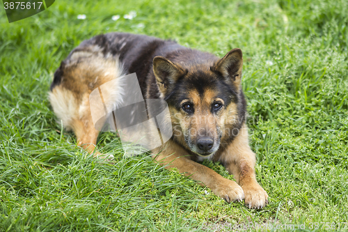 Image of Portrait of a beautiful dog