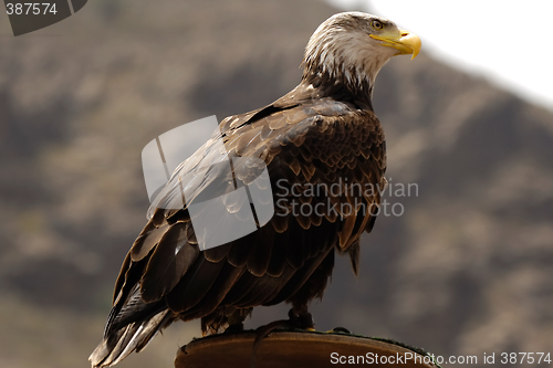 Image of Eagle