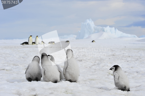 Image of Emperor Penguins with chick