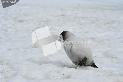 Image of Emperor Penguins  chicks