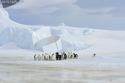 Image of Emperor Penguins with chick