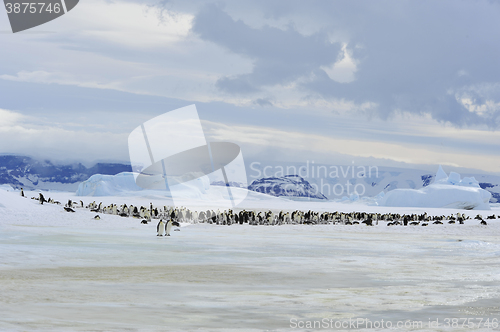 Image of Emperor Penguins with chick