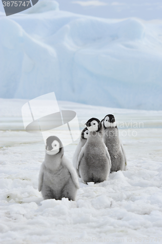 Image of Emperor Penguins  chicks