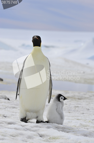 Image of Emperor Penguins with chick