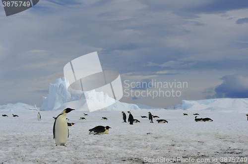 Image of Emperor Penguins with chick