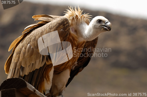 Image of Griffon is resting