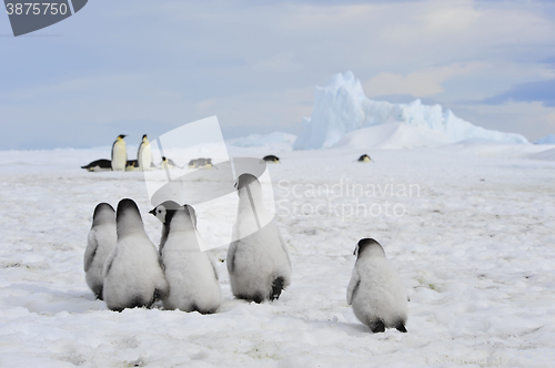 Image of Emperor Penguins with chick