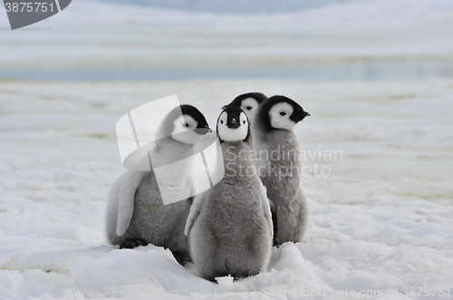 Image of Emperor Penguins  chicks