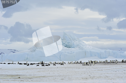 Image of Emperor Penguins with chick