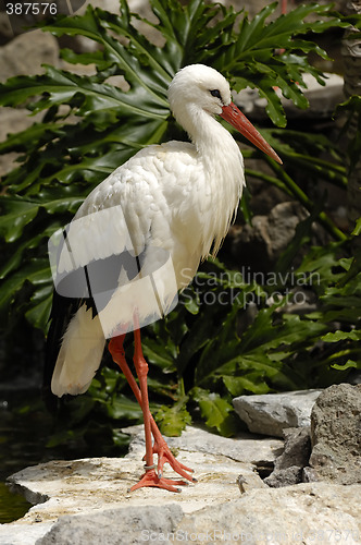 Image of Stork in nature
