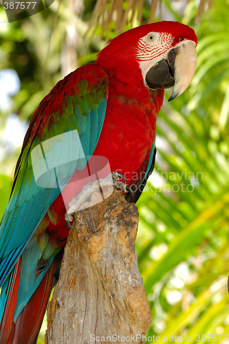 Image of Parrot posing