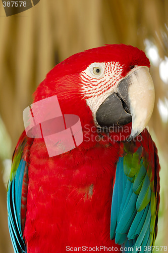 Image of Parrot is posing