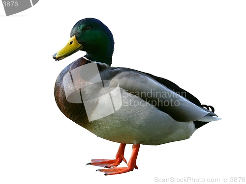 Image of Duck.isolated