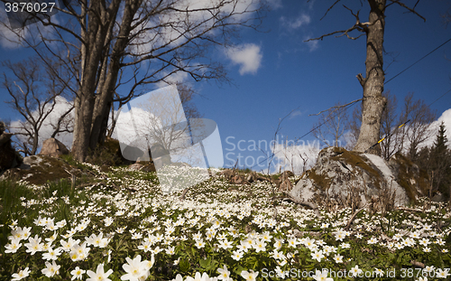 Image of wood anemones