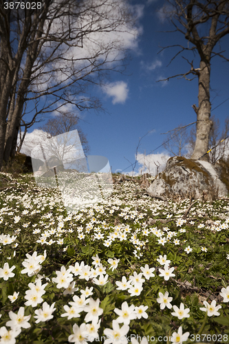 Image of wood anemones