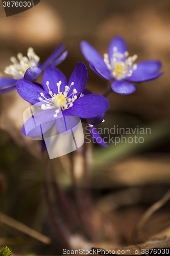 Image of blue anemones