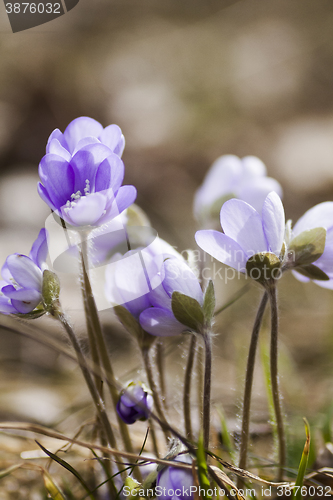 Image of blue anemones