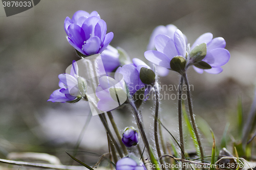 Image of blue anemones