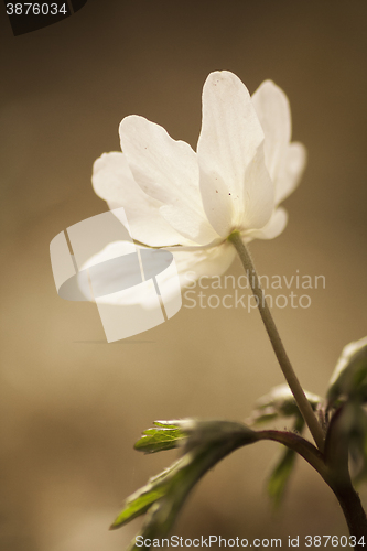 Image of wood anemone