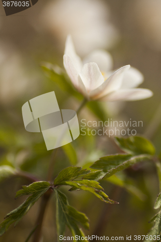 Image of thimbleweed