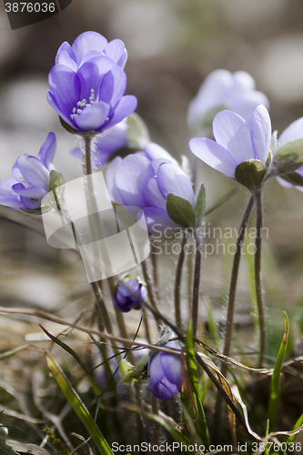 Image of blue anemones