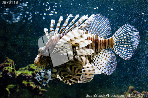 Image of Common lionfish portrait