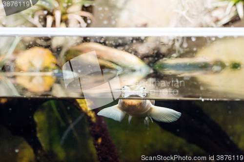 Image of Four-eyed fish