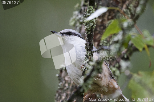 Image of nuthatch