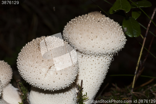 Image of warted puffball