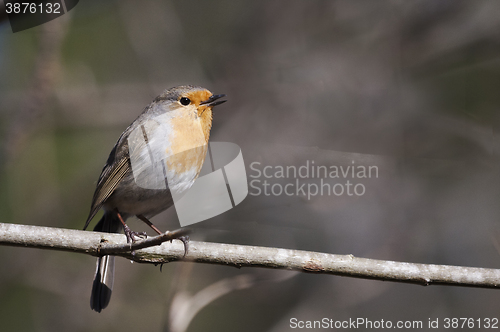 Image of red robin