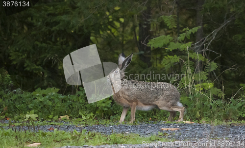 Image of brown hare