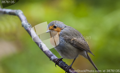 Image of young robin