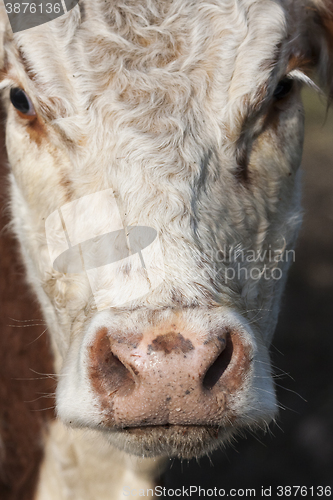 Image of cow face