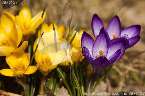 Image of crocus