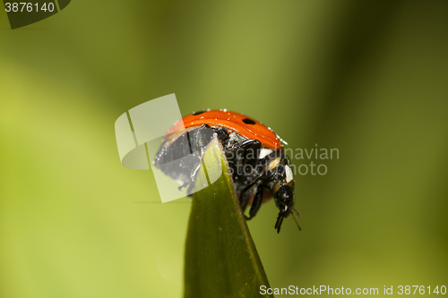 Image of lady bird on top