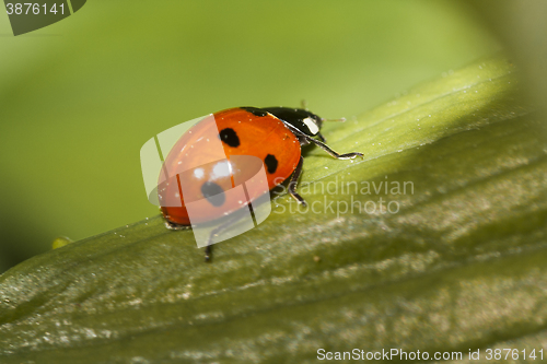 Image of lady bug