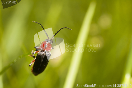 Image of small beetle