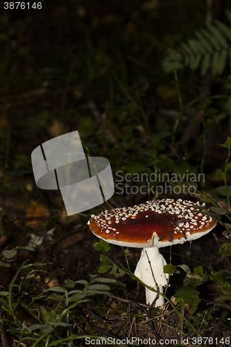 Image of fly agaric