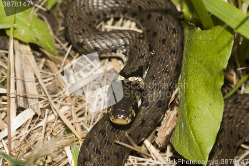 Image of grass snake