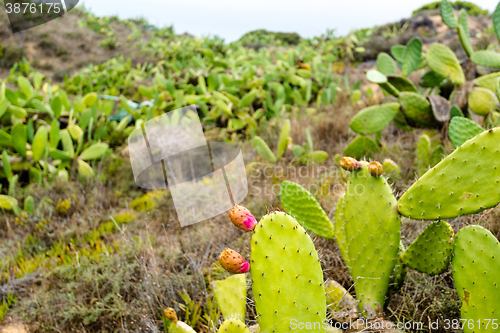 Image of Prickly Pear Cactus 