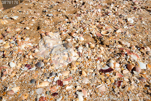 Image of Sea shells in sand