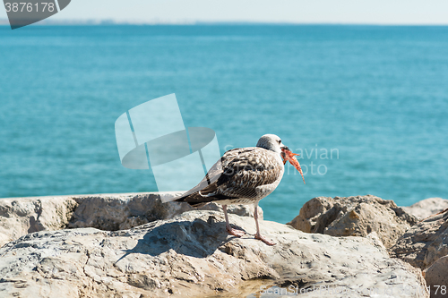 Image of Seagull eating fish