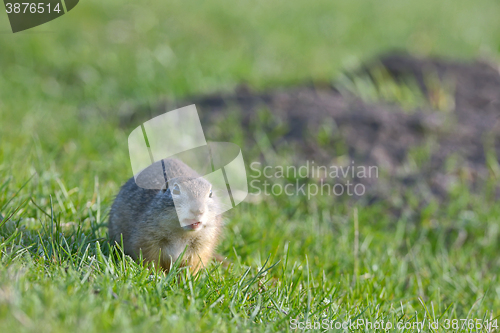 Image of ground squirrel standing on grass