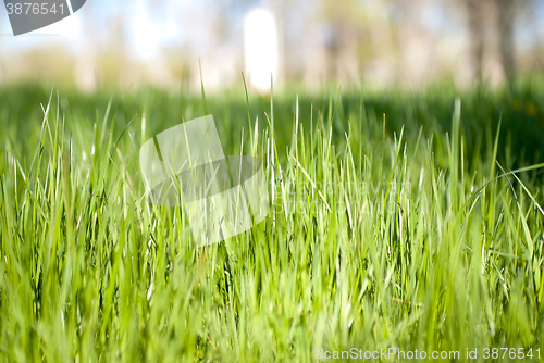 Image of green grass