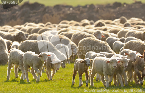 Image of Flock of sheep on field 