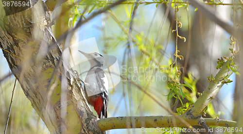 Image of Great Spotted Woodpecker